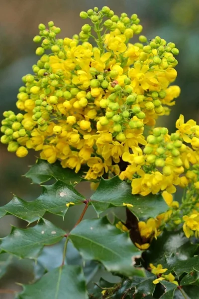 Oregon Grape Holly Mahonia - 1 Gallon Pot -Chaste Tree World mahonia aquifolium oregon grape holly 3