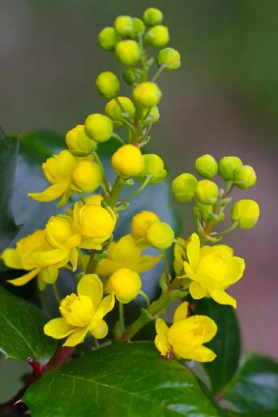 Creeping Oregon Grape (Mahonia Repens) - 1 Gallon Pot -Chaste Tree World mahonia repens creeping oregon grape 1
