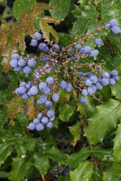 Creeping Oregon Grape (Mahonia Repens) - 1 Gallon Pot -Chaste Tree World mahonia repens creeping oregon grape 10