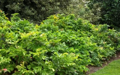 Creeping Oregon Grape (Mahonia Repens) - 1 Gallon Pot -Chaste Tree World mahonia repens creeping oregon grape 4