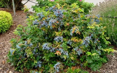 Creeping Oregon Grape (Mahonia Repens) - 1 Gallon Pot -Chaste Tree World mahonia repens creeping oregon grape 7