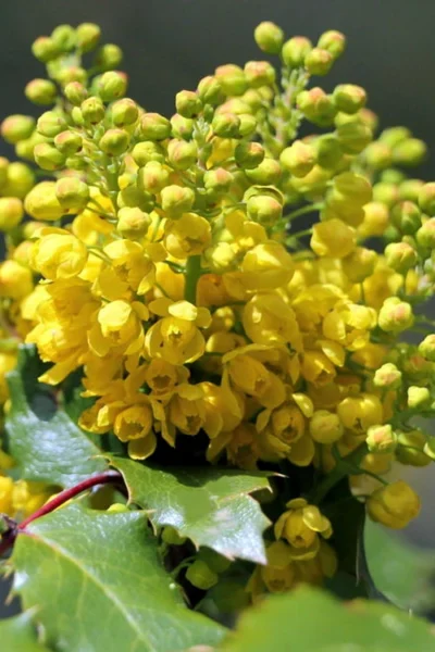 Creeping Oregon Grape (Mahonia Repens) - 1 Gallon Pot -Chaste Tree World mahonia repens creeping oregon grape 8