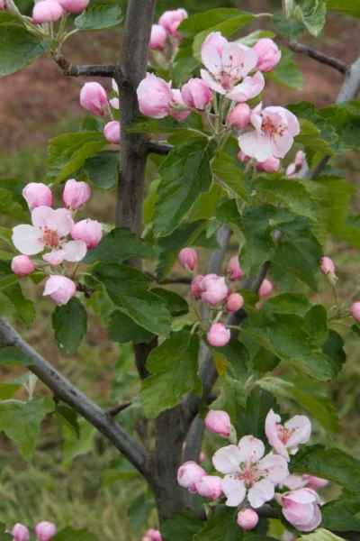 American Sweet Crabapple Tree (Malus Coronaria) - 1 Gallon Pot 12 American Sweet Crabapple Tree (Malus Coronaria) - 1 Gallon Pot -Chaste Tree World malus coronaria american sweet crabapple 2