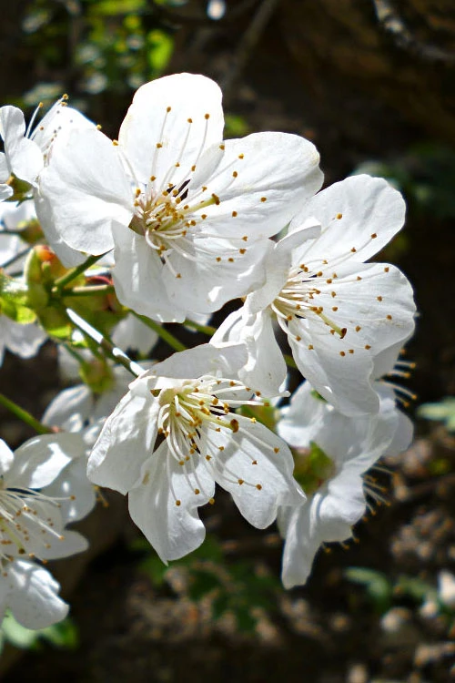 American Sweet Crabapple Tree (Malus Coronaria) - 1 Gallon Pot 6 American Sweet Crabapple Tree (Malus Coronaria) - 1 Gallon Pot - Image 6