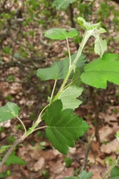 American Sweet Crabapple Tree (Malus Coronaria) - 1 Gallon Pot 15 American Sweet Crabapple Tree (Malus Coronaria) - 1 Gallon Pot -Chaste Tree World malus coronaria american sweet crabapple 5