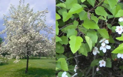 American Sweet Crabapple Tree (Malus Coronaria) - 1 Gallon Pot 14 American Sweet Crabapple Tree (Malus Coronaria) - 1 Gallon Pot -Chaste Tree World malus coronaria american sweet crabapple 6