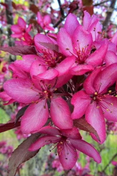 Royal Raindrops Crabapple Tree - 7 Gallon Pot (3-4') 16 Royal Raindrops Crabapple Tree - 7 Gallon Pot (3-4') -Chaste Tree World malus royal raindrops crabapple tree 22