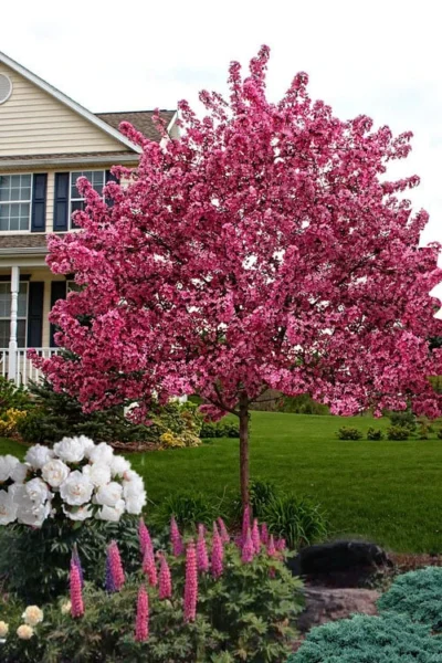 Royal Raindrops Crabapple Tree - 7 Gallon Pot (3-4') 14 Royal Raindrops Crabapple Tree - 7 Gallon Pot (3-4') -Chaste Tree World malus royal raindrops crabapple tree 25