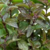 Chocolate Mint Plant - 4 Pack Of Quart Pots