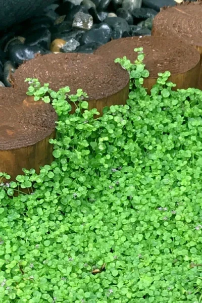 Corsican Mint (Mentha Requienii) - 5 Pack Of Pint Pots -Chaste Tree World mentha requienii corsican mint 1