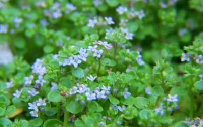 Corsican Mint (Mentha Requienii) - 5 Pack Of Pint Pots -Chaste Tree World mentha requienii corsican mint 2