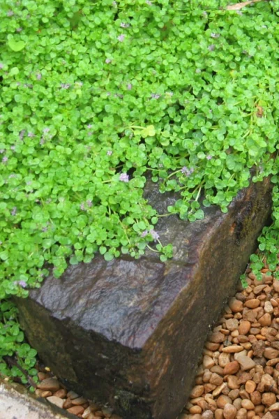 Corsican Mint (Mentha Requienii) - 5 Pack Of Pint Pots -Chaste Tree World mentha requienii corsican mint 5