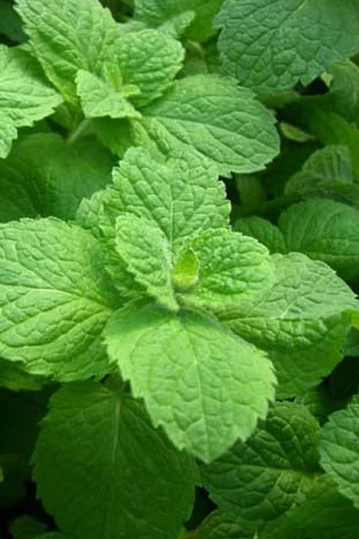 Apple Mint Plant - 4 Pack Of Quart Pots 8 Apple Mint Plant - 4 Pack Of Quart Pots -Chaste Tree World mentha suaveolens apple mint 1