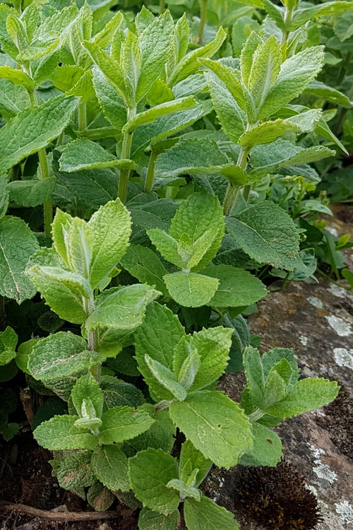 Chaste Tree World -Chaste Tree World mentha suaveolens apple mint 3