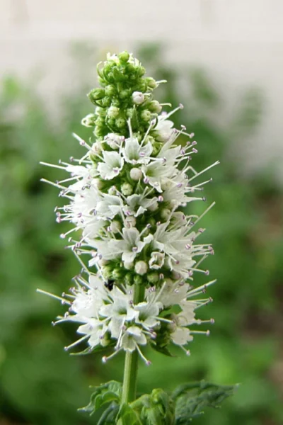 Apple Mint Plant - 4 Pack Of Quart Pots 9 Apple Mint Plant - 4 Pack Of Quart Pots -Chaste Tree World mentha suaveolens apple mint 4