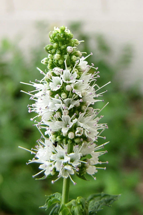 Apple Mint Plant - 4 Pack Of Quart Pots 5 Apple Mint Plant - 4 Pack Of Quart Pots - Image 5