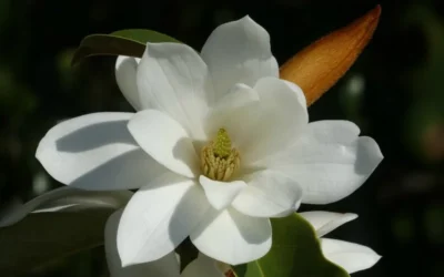 Fairy White Magnolia - 3 Gallon Pot -Chaste Tree World michelia doltsopa fairy white magnolia 11