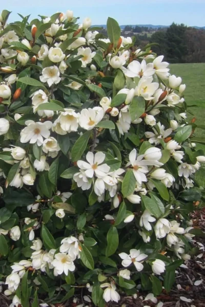 Fairy White Magnolia - 3 Gallon Pot -Chaste Tree World michelia doltsopa fairy white magnolia 2