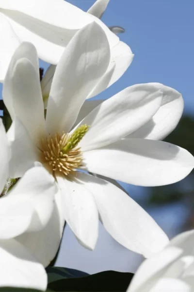 Fairy White Magnolia - 3 Gallon Pot -Chaste Tree World michelia doltsopa fairy white magnolia 5