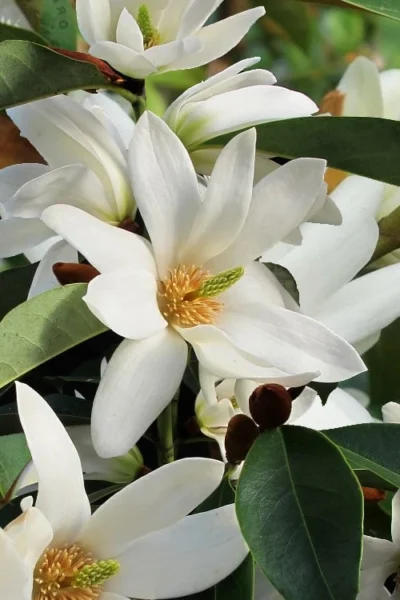 Fairy White Magnolia - 3 Gallon Pot -Chaste Tree World michelia doltsopa fairy white magnolia 7