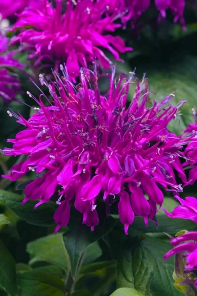 Balmy Purple Bee Balm (Monarda) - 1 Gallon Pot 8 Balmy Purple Bee Balm (Monarda) - 1 Gallon Pot -Chaste Tree World monarda balmy purple bee balm 13