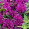 Balmy Purple Bee Balm (Monarda) - 1 Gallon Pot