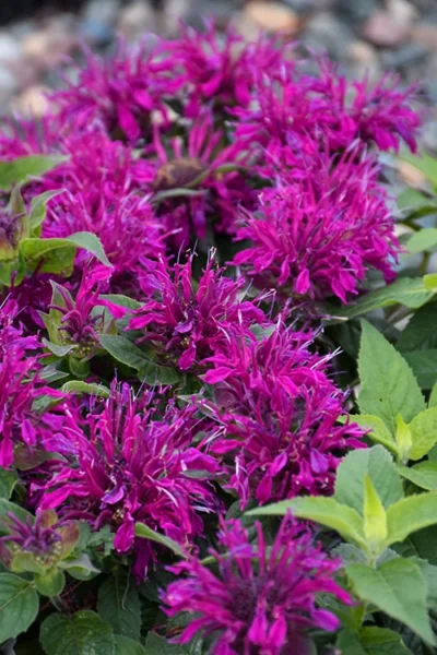 Balmy Purple Bee Balm (Monarda) - 1 Gallon Pot