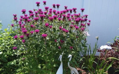 Purple Rooster Bee Balm (Monarda) - 1 Gallon Pot -Chaste Tree World monarda didyma purple rooster bee balm 10