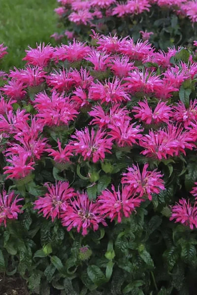 Electric Neon Pink Bee Balm (Monarda) - 1 Gallon Pot 9 Electric Neon Pink Bee Balm (Monarda) - 1 Gallon Pot -Chaste Tree World monarda electric neon pink bee balm 1