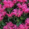 Electric Neon Pink Bee Balm (Monarda) - 1 Gallon Pot