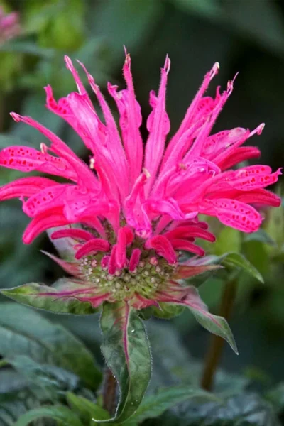 Electric Neon Pink Bee Balm (Monarda) - 1 Gallon Pot 8 Electric Neon Pink Bee Balm (Monarda) - 1 Gallon Pot -Chaste Tree World monarda electric neon pink bee balm 6