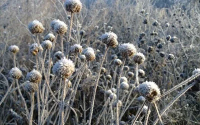 Wild Bergamot Bee Balm (Monarda Fistulosa) - 1 Gallon Pot -Chaste Tree World monarda fistulosa wild bergamont bee balm 15