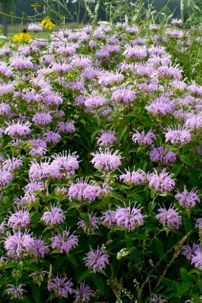 Wild Bergamot Bee Balm (Monarda Fistulosa) - 1 Gallon Pot -Chaste Tree World monarda fistulosa wild bergamont bee balm 16