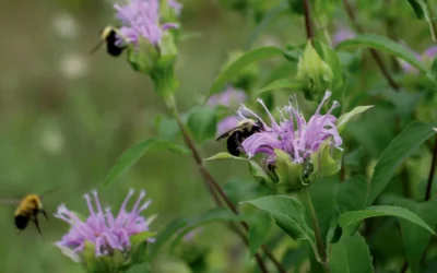 Wild Bergamot Bee Balm (Monarda Fistulosa) - 1 Gallon Pot -Chaste Tree World monarda fistulosa wild bergamont bee balm 17