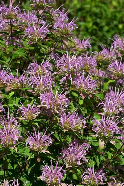 Wild Bergamot Bee Balm (Monarda Fistulosa) - 1 Gallon Pot -Chaste Tree World monarda fistulosa wild bergamont bee balm 5