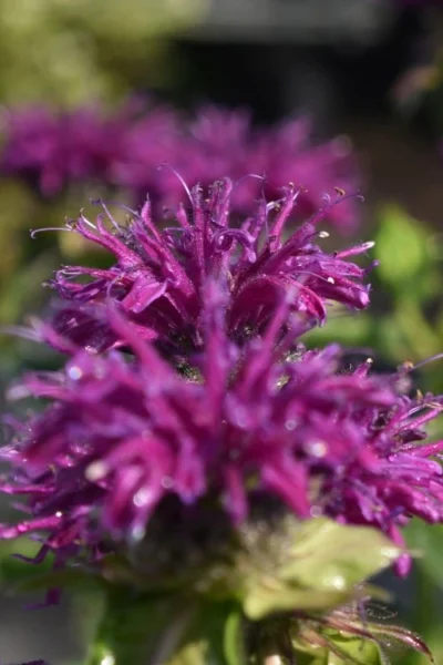 Purple Rooster Bee Balm (Monarda) - 1 Gallon Pot -Chaste Tree World monarda purple rooster bee balm 1
