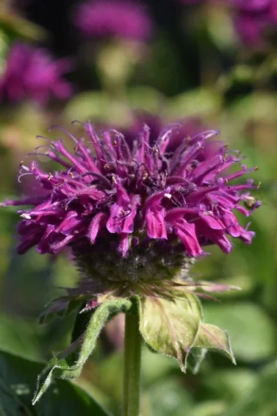 Purple Rooster Bee Balm (Monarda) - 1 Gallon Pot -Chaste Tree World monarda purple rooster bee balm 2
