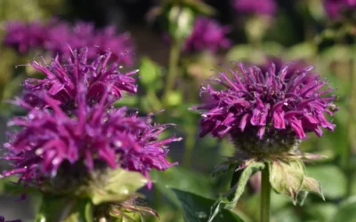 Purple Rooster Bee Balm (Monarda) - 1 Gallon Pot -Chaste Tree World monarda purple rooster bee balm 3