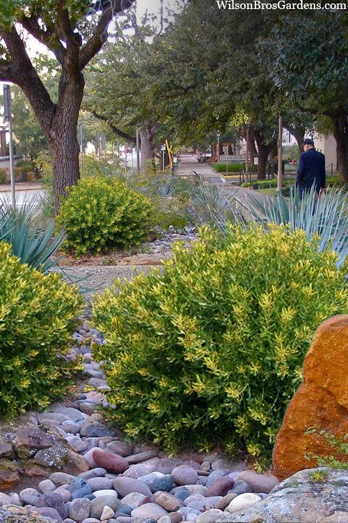 Dwarf Wax Myrtle (Myrica Pusilla) - 3 Gallon Pot 5 Dwarf Wax Myrtle (Myrica Pusilla) - 3 Gallon Pot - Image 5