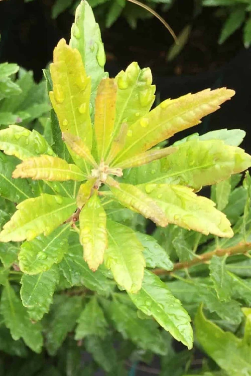 Dwarf Wax Myrtle (Myrica Pusilla) - 3 Gallon Pot 4 Dwarf Wax Myrtle (Myrica Pusilla) - 3 Gallon Pot - Image 4