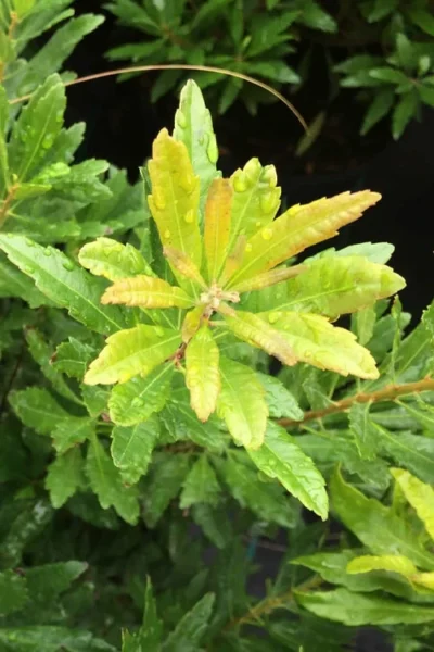 Dwarf Wax Myrtle (Myrica Pusilla) - 3 Gallon Pot 11 Dwarf Wax Myrtle (Myrica Pusilla) - 3 Gallon Pot -Chaste Tree World myrica pusilla dwarf wax myrtle 4