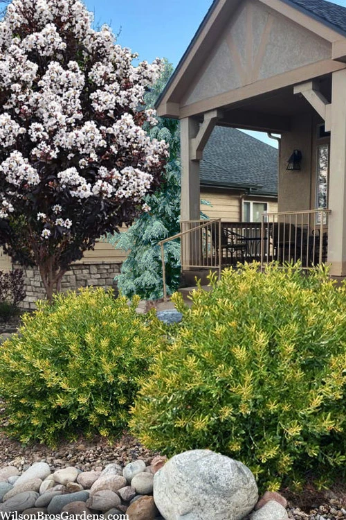 Dwarf Wax Myrtle (Myrica Pusilla) - 3 Gallon Pot 1 Dwarf Wax Myrtle (Myrica Pusilla) - 3 Gallon Pot