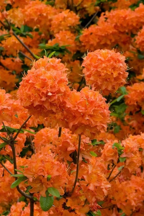 Mandarin Lights Cold Hardy Azalea (Rhododendron) - 1 Gallon Pot 1 Mandarin Lights Cold Hardy Azalea (Rhododendron) - 1 Gallon Pot