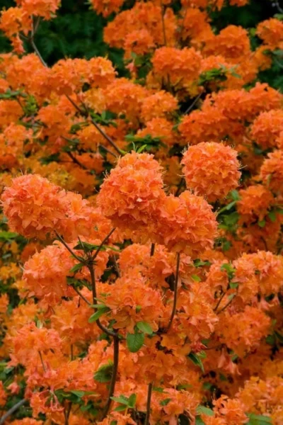 Mandarin Lights Cold Hardy Azalea (Rhododendron) - 3 Gallon Pot 9 Mandarin Lights Cold Hardy Azalea (Rhododendron) - 3 Gallon Pot -Chaste Tree World native azalea mandarin lights 3 2