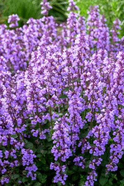 Cats Pajamas Catmint - 1 Gallon Pot -Chaste Tree World nepeta cats pajamas catmint 3