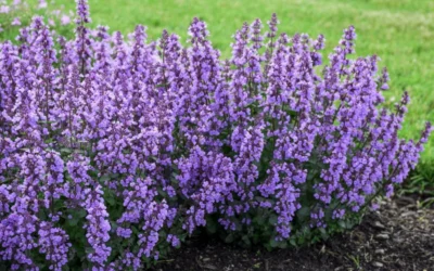 Cats Pajamas Catmint - 1 Gallon Pot -Chaste Tree World nepeta cats pajamas catmint 4