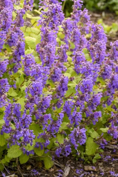 Chartreuse On The Loose Catmint (Nepeta) - 1 Gallon Pot 7 Chartreuse On The Loose Catmint (Nepeta) - 1 Gallon Pot -Chaste Tree World nepeta chartreuse on the loose catmint 1