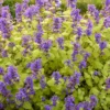 Chartreuse On The Loose Catmint (Nepeta) - 1 Gallon Pot