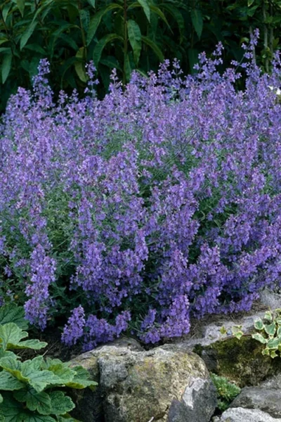 Kit Cat Catmint (Nepeta) - 1 Gallon Pot -Chaste Tree World nepeta faassenii kit kat catmint 2