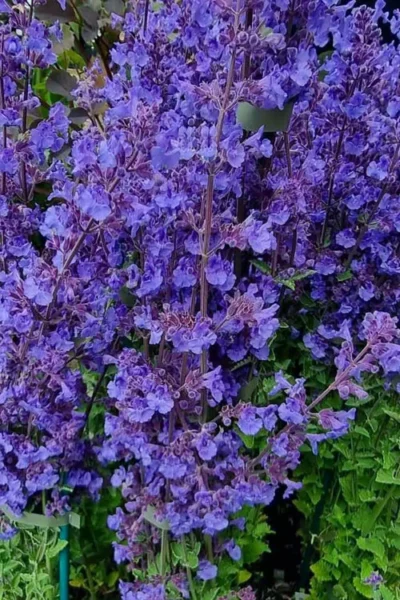 Kit Cat Catmint (Nepeta) - 1 Gallon Pot -Chaste Tree World nepeta faassenii kit kat catmint 3